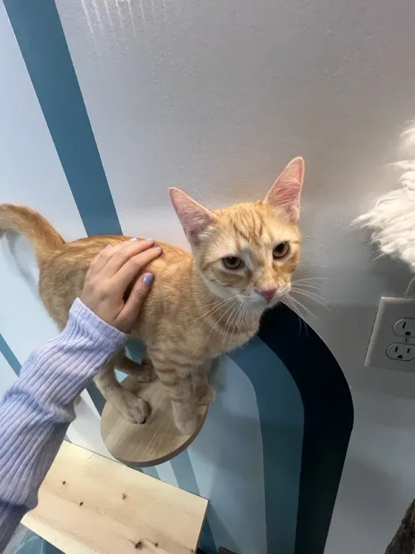 Visitor petting an orange tabby cat at CatCafe Lounge in Los Angeles