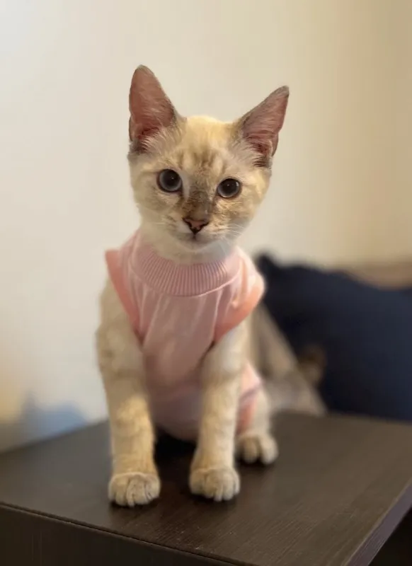 Lynx point Siamese on her first day in her forever home