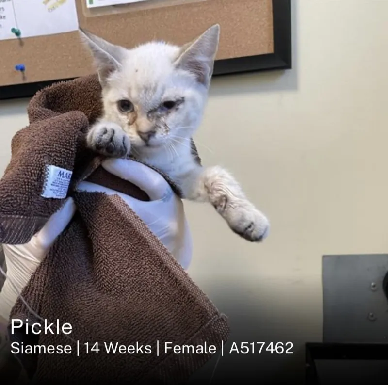 Shelter listing photo at Pasadena Humane Society showing signs of ringworm