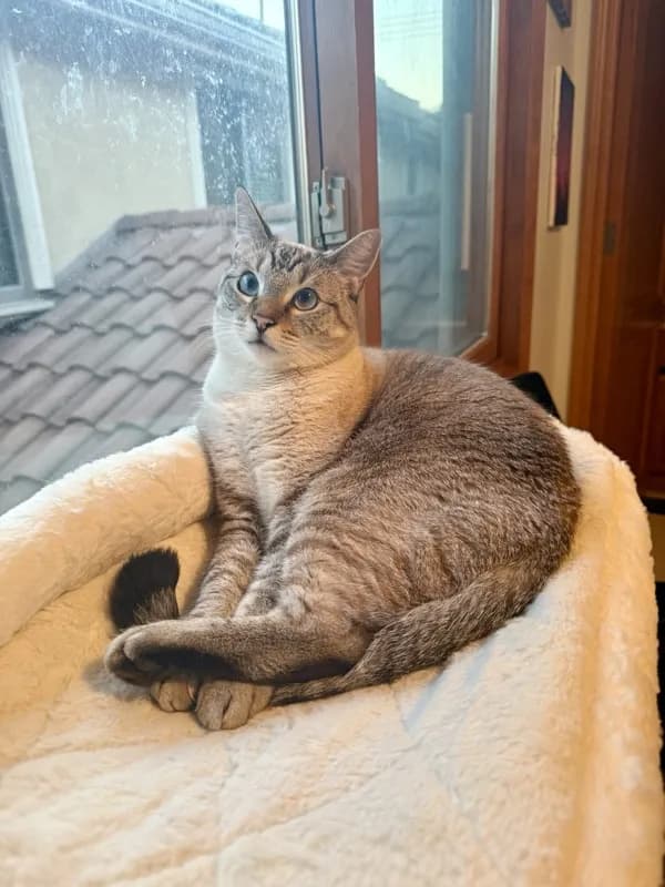 Rescue cat perched by a sunny window, fully recovered and happy