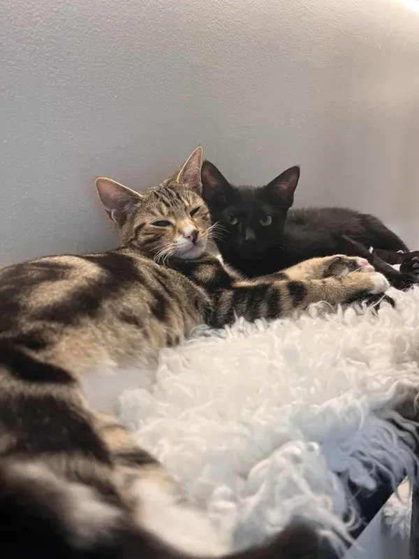 Bengal-patterned cat and black cat snuggling at CatCafe Lounge LA
