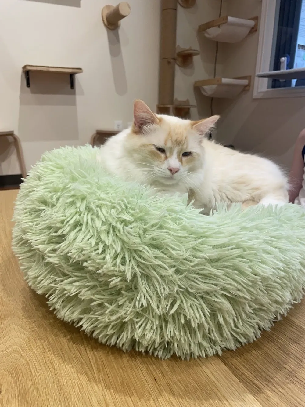 9 Whiskers Lounge cat cafe in Katy - atmosphere