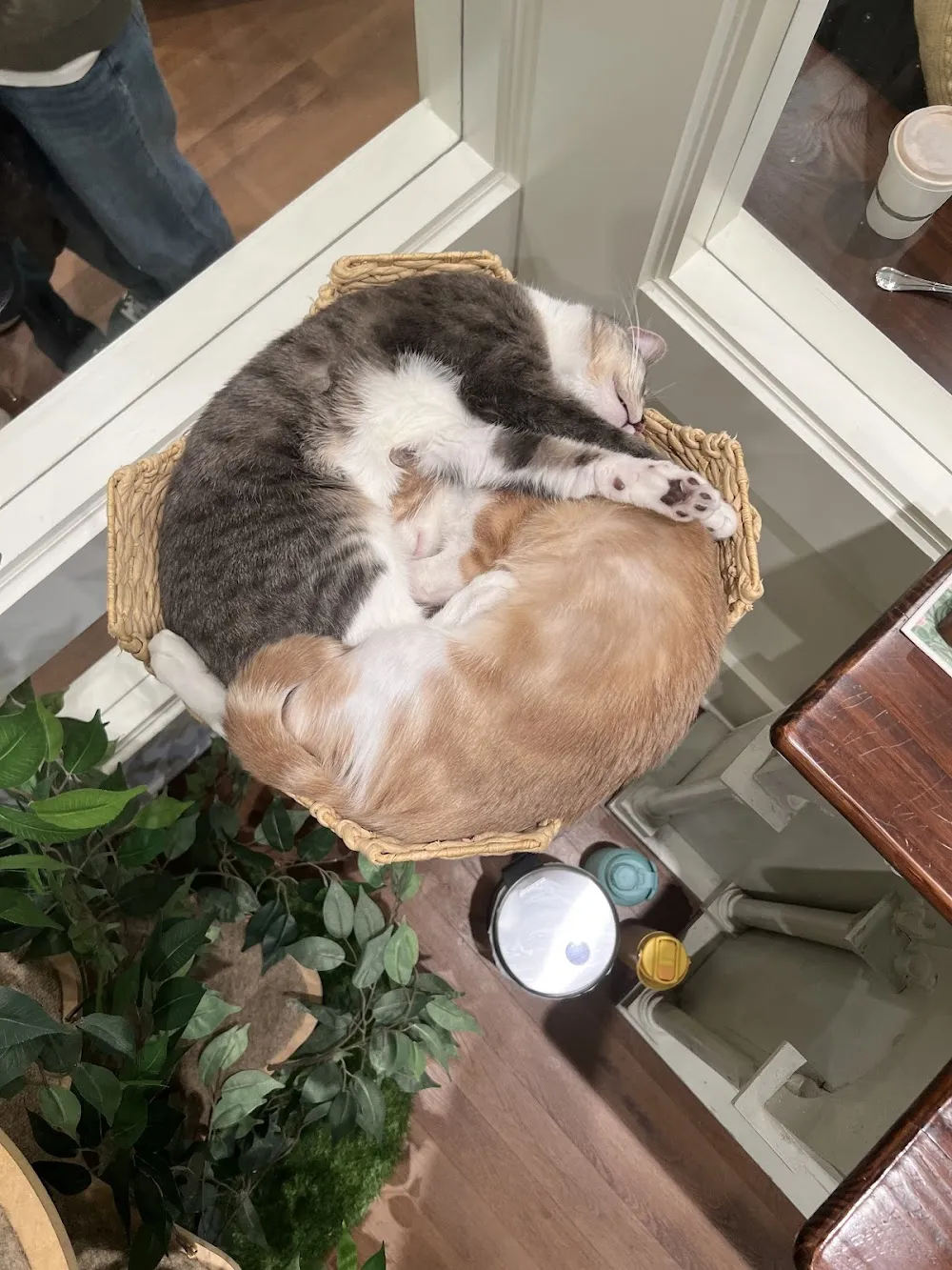 A Sanctuary Cafe cat cafe in Boston - atmosphere