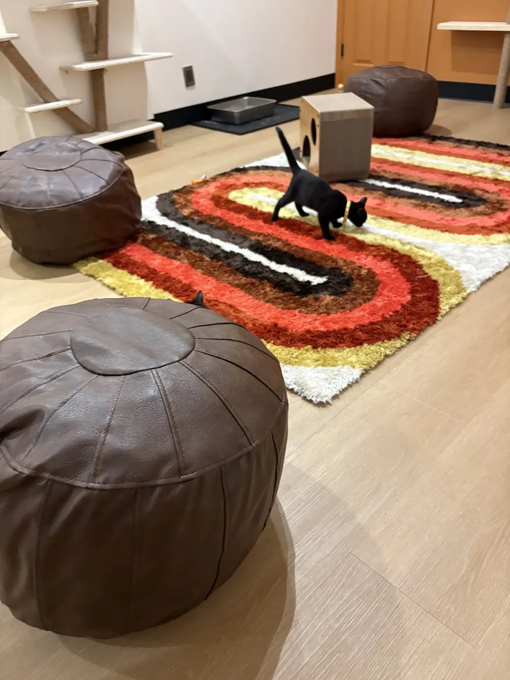 Affogatto cat cafe in Baltimore - cats