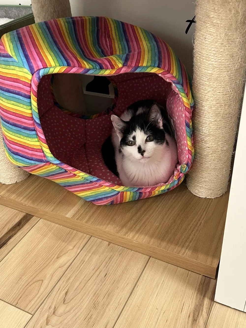 All the Single Kitties cat cafe in Old Saybrook - cats