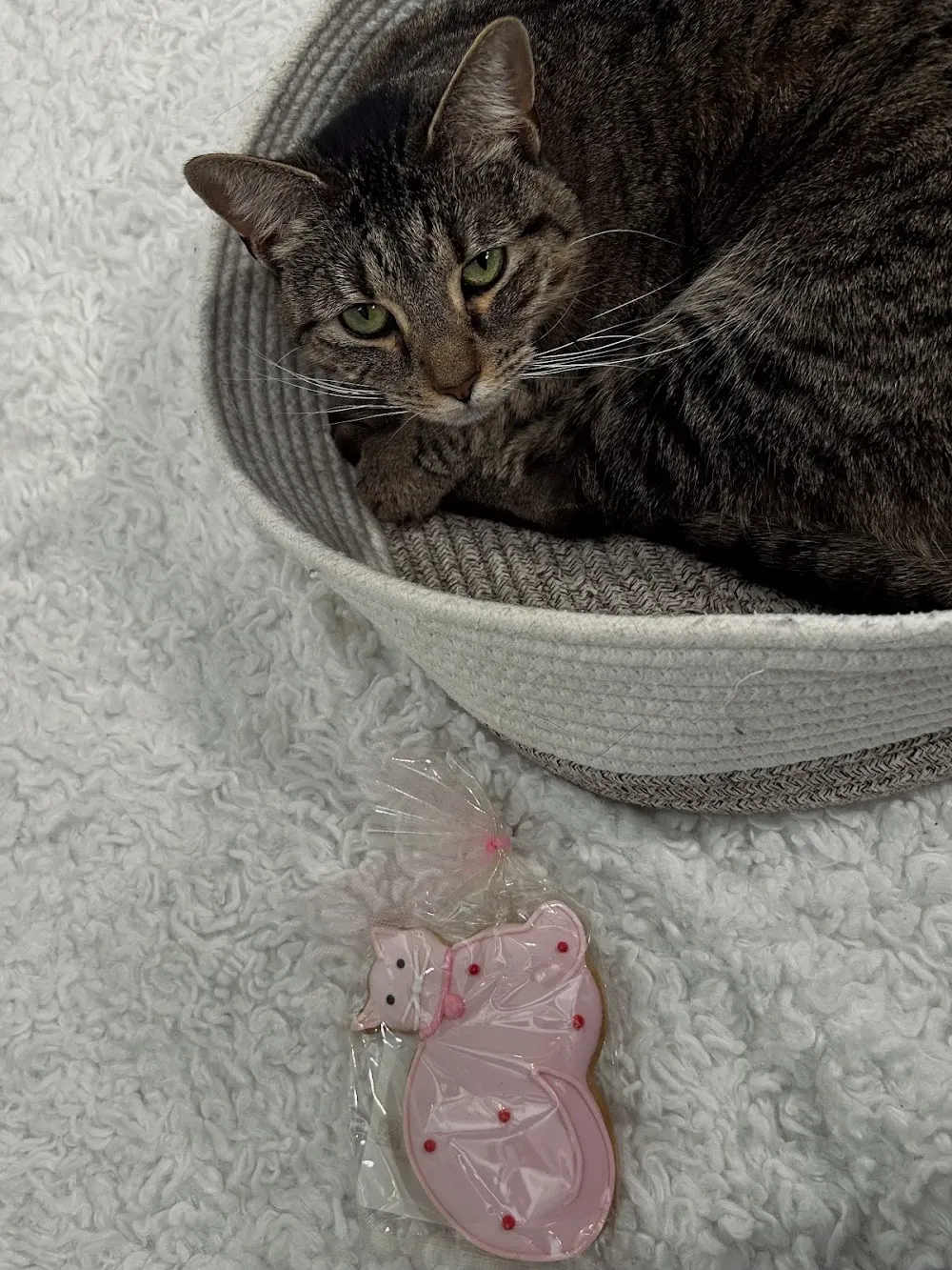 All the Single Kitties cat cafe in Old Saybrook - atmosphere