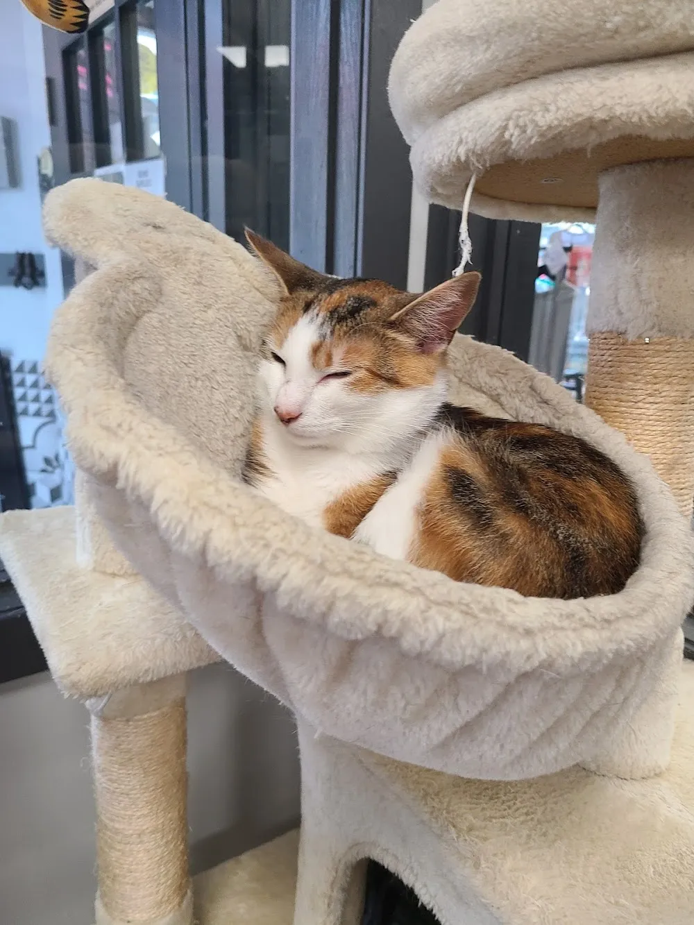 Alley Cat Cat Cafe cat cafe in Stratford - atmosphere