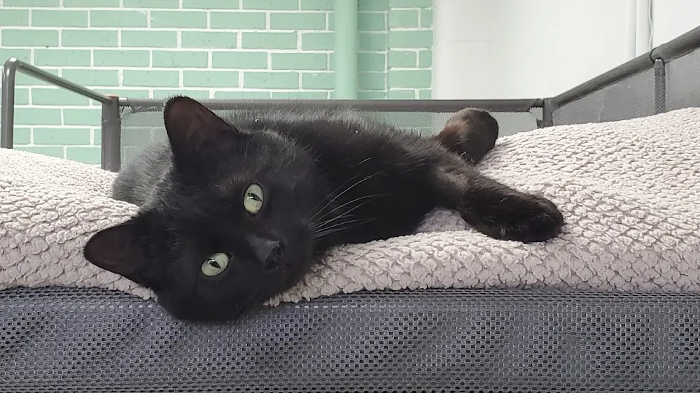 Annie's Attic cat cafe in Winnipeg - cats