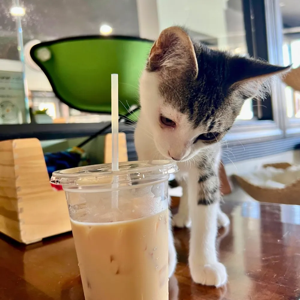 Aristocat Cafe + Tea House cat cafe in Harrisonburg - atmosphere