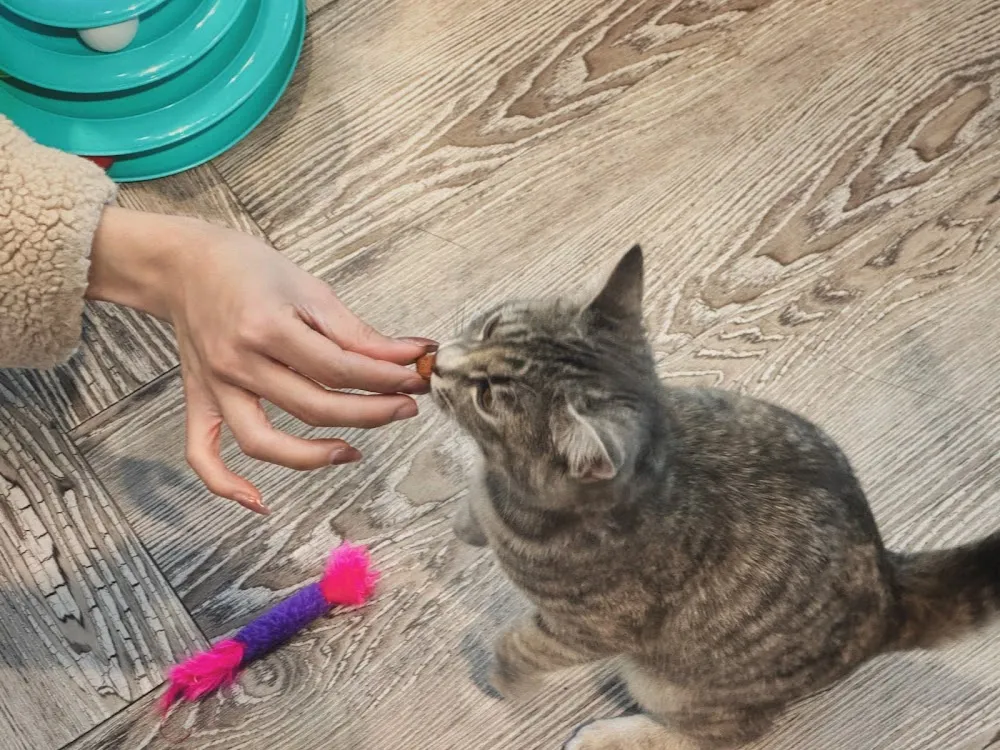 Auburn Valley Humane Society Cat Café cat cafe in Auburn - cats