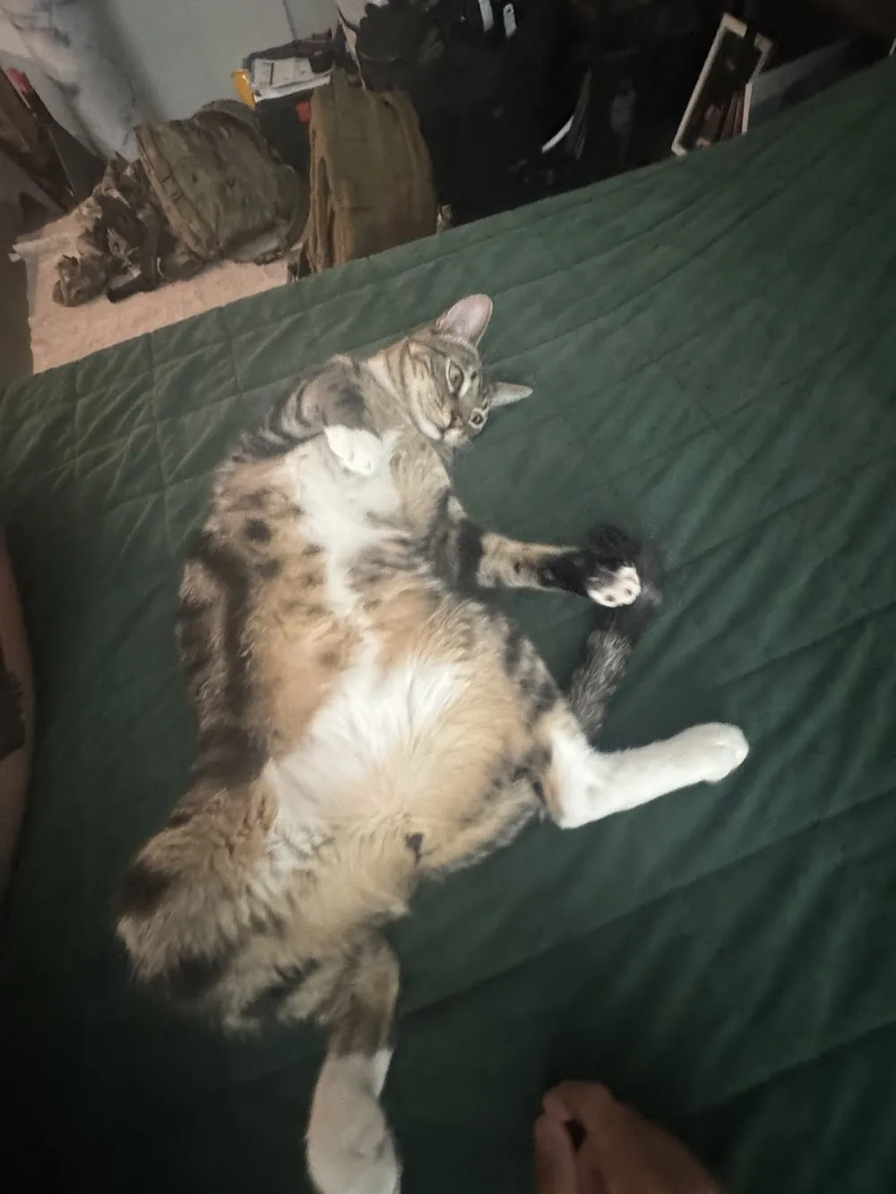 Auburn Valley Humane Society Cat Café cat cafe in Auburn - atmosphere