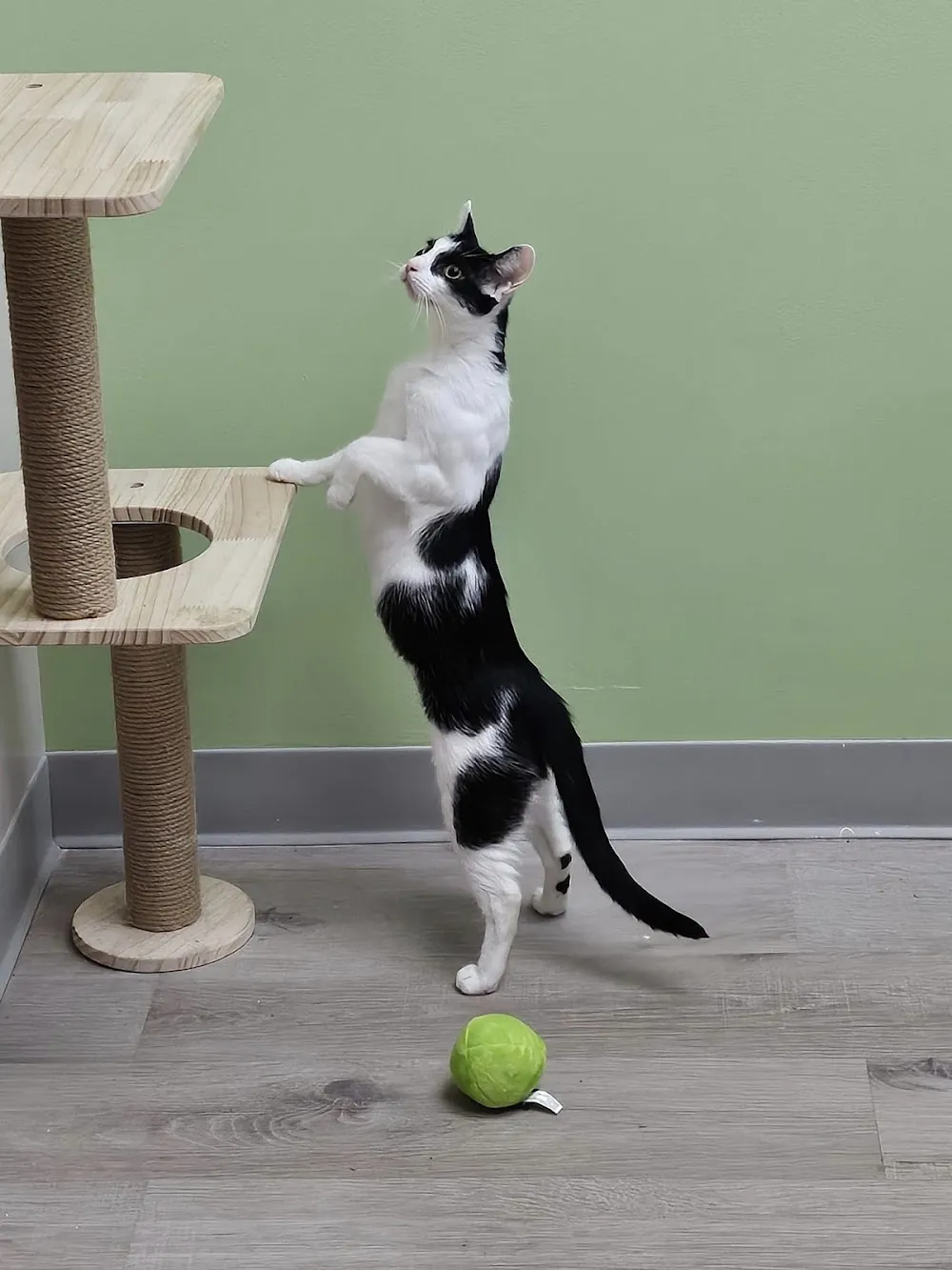 Avocato Catfé and Adoption Center cat cafe in Farmington Hills - cats