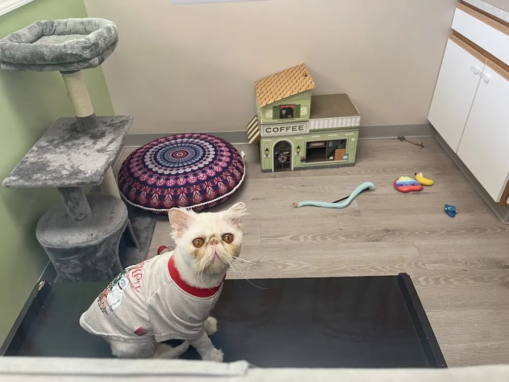 Avocato Catfé and Adoption Center cat cafe in Farmington Hills - atmosphere