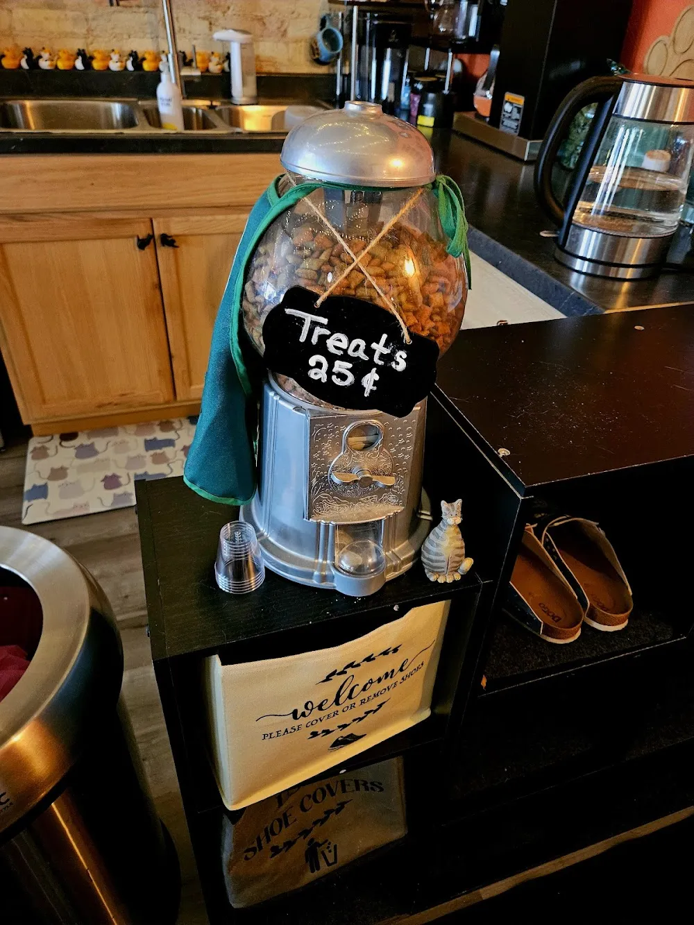 BaristaCats Café & Sanctuary for Wayward Cats cat cafe in Whitewater - cats