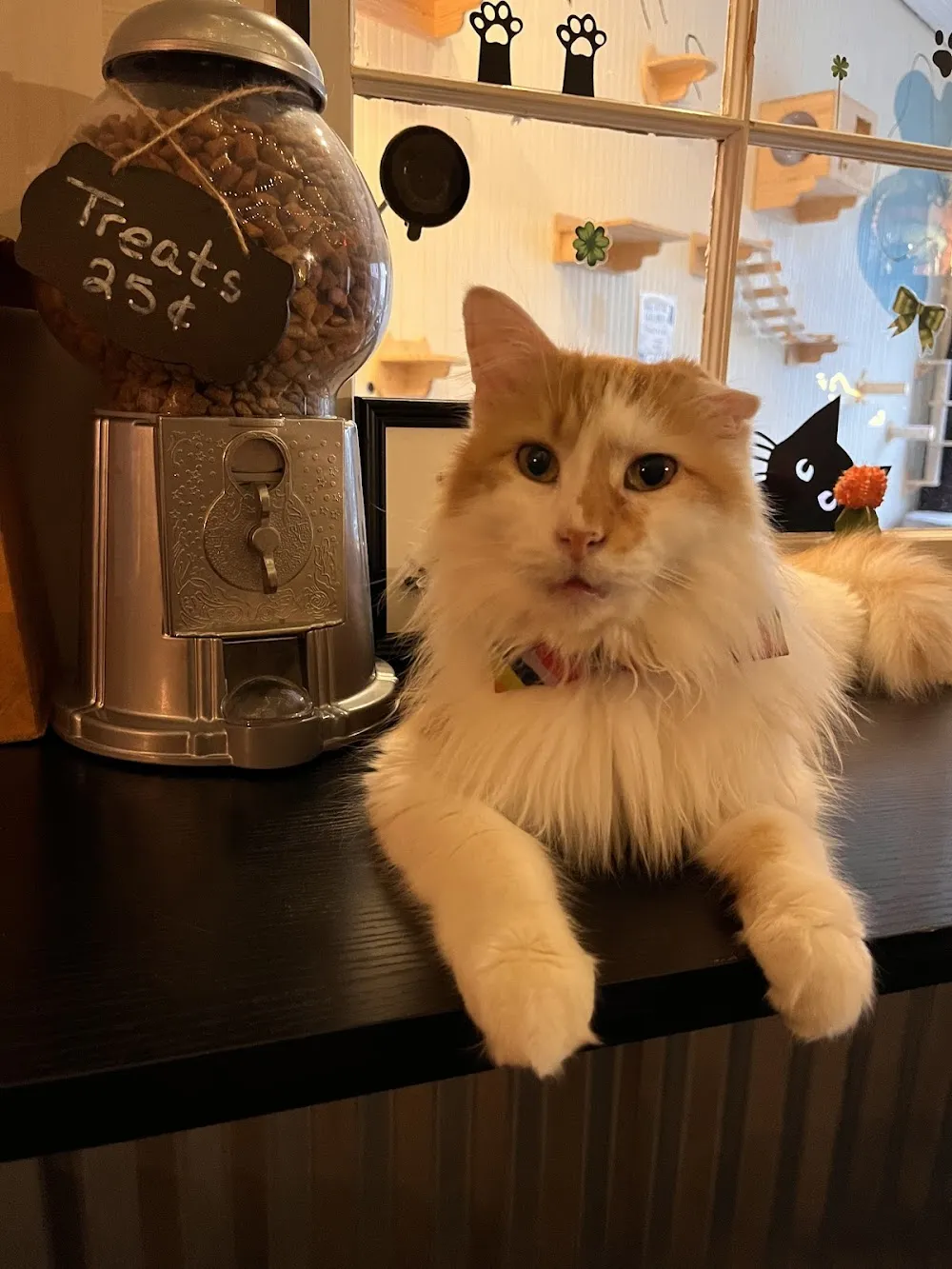 BaristaCats Café & Sanctuary for Wayward Cats cat cafe in Whitewater - atmosphere