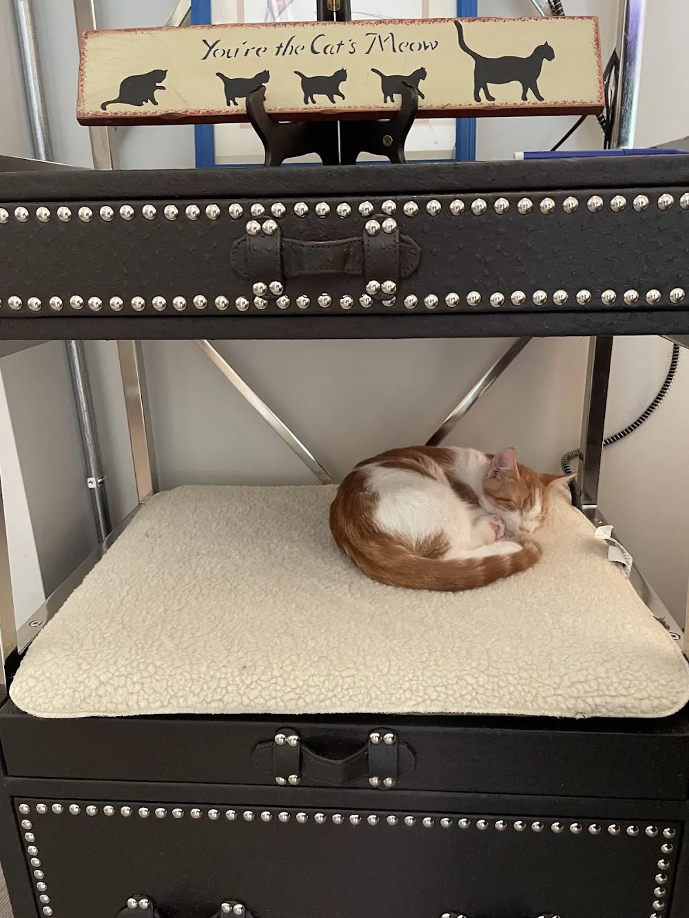 Baristocats Cat Cafe cat cafe in Jefferson City - atmosphere