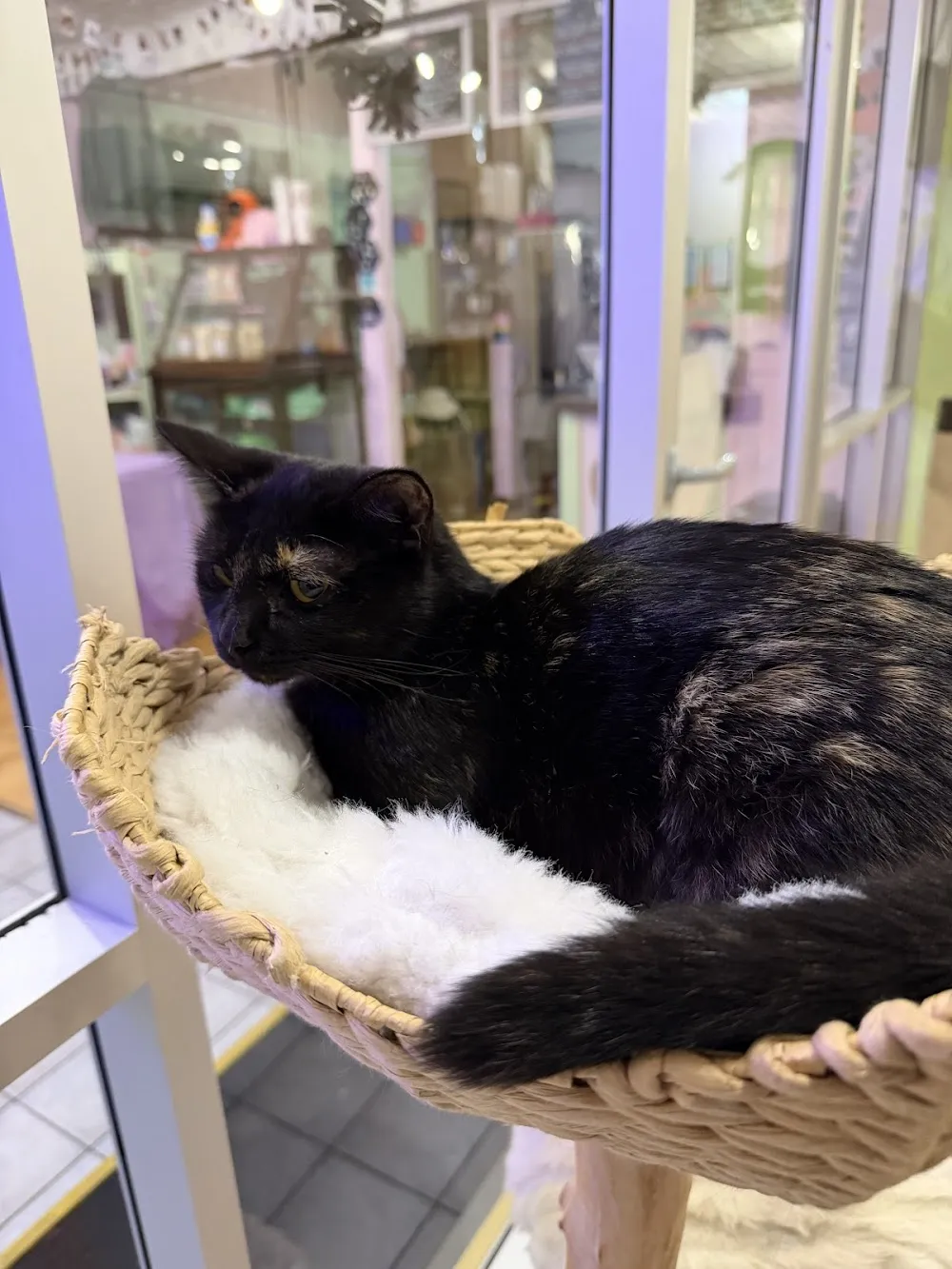 Beans Cat Cafe - cat cafe in New Paltz