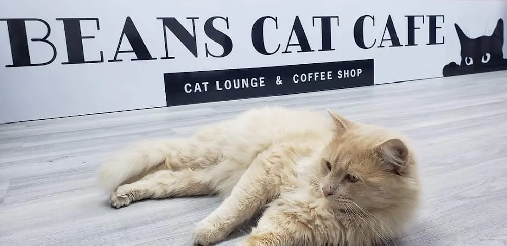 Beans Cat Cafe - cat cafe in Beacon