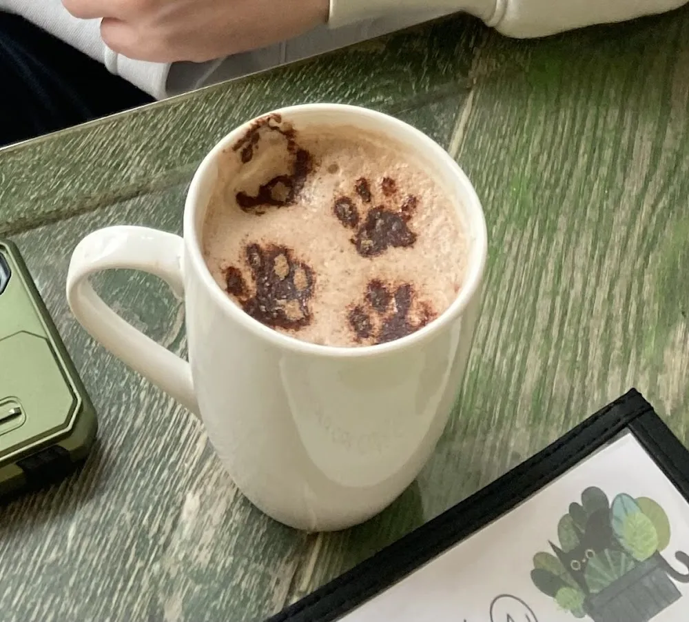 Bedford Cat Café cat cafe in Bedford - cats