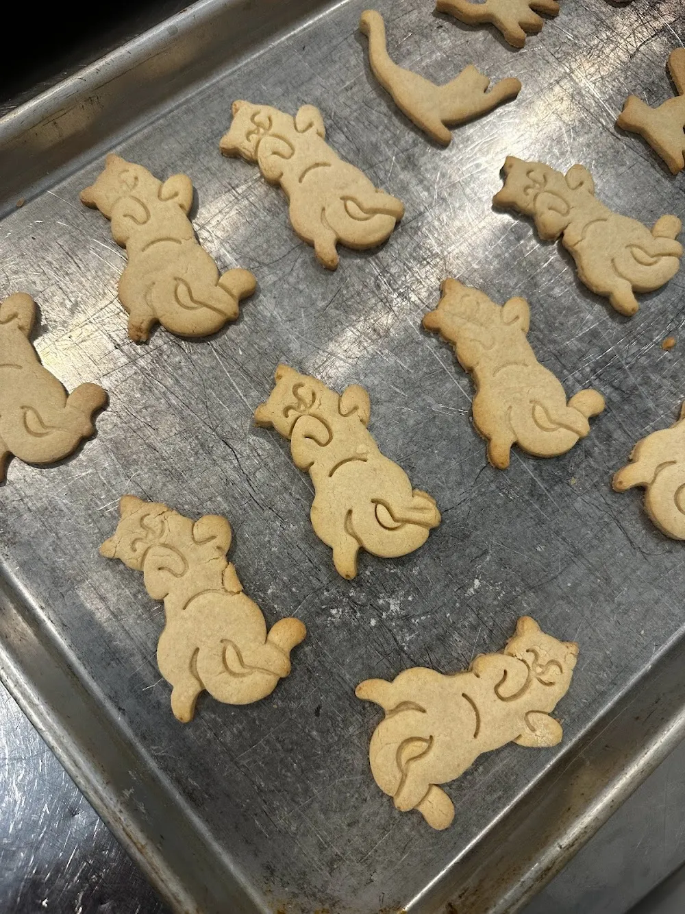 Bertha's Beans Cat Cafe cat cafe in Columbia - cats