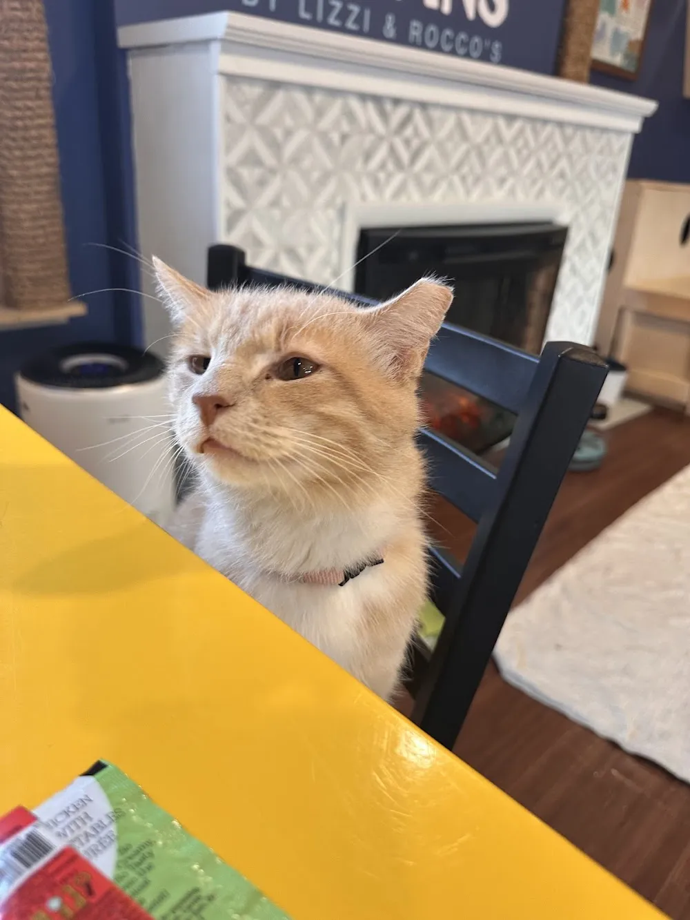 Bertha's Beans Cat Cafe cat cafe in Columbia - atmosphere