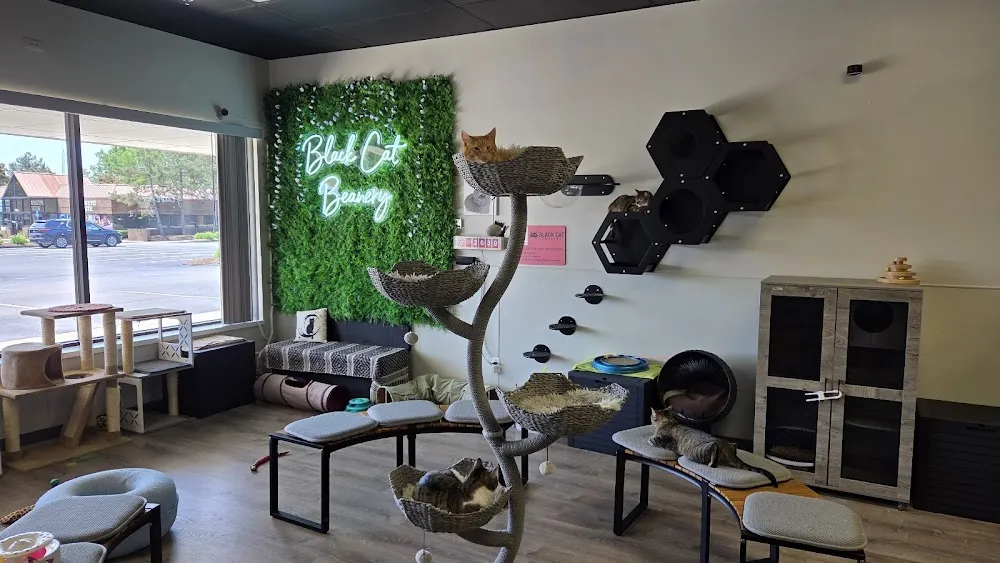 Black Cat Beanery cat cafe in Lake Orion - cats