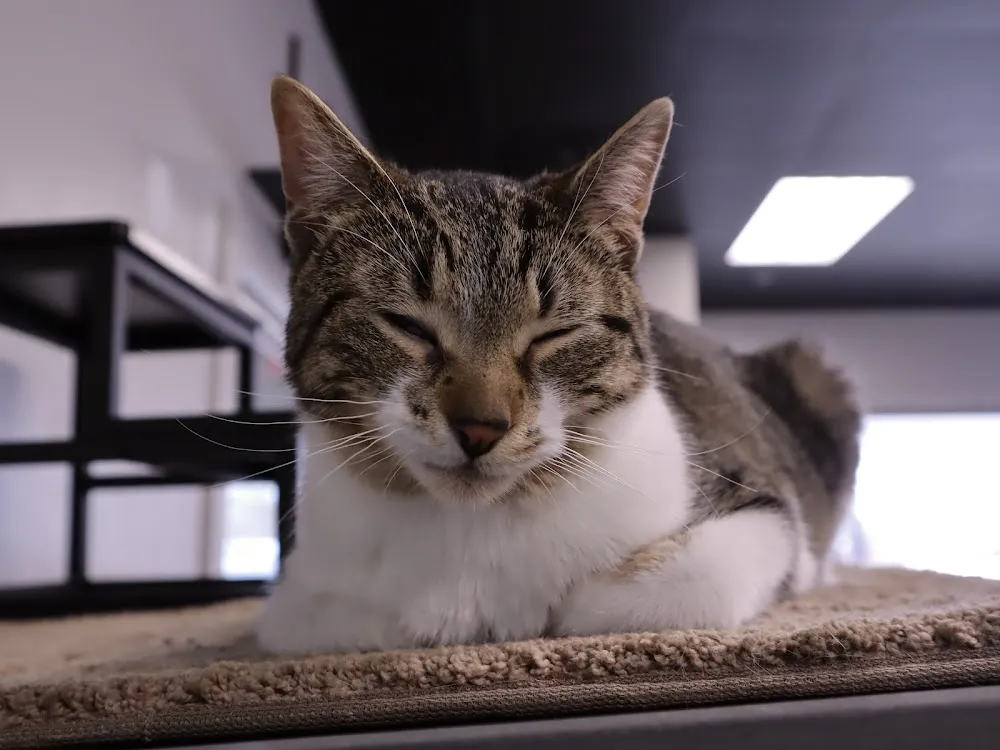 Black Cat Beanery cat cafe in Lake Orion - atmosphere