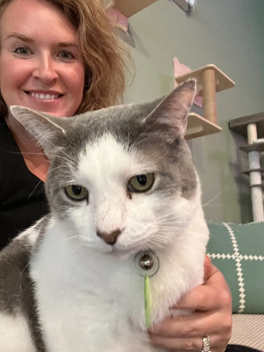 Black Cat Lounge cat cafe in Sevierville - cats