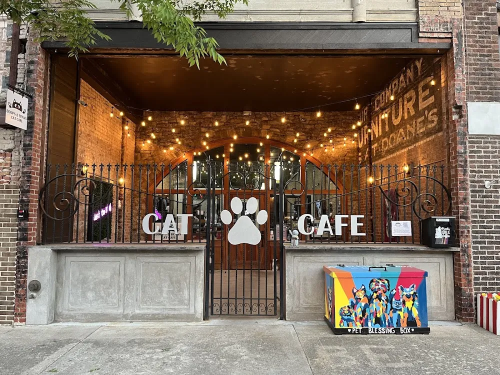 Boops & Beans Cat Cafe cat cafe in Kingsport - interior