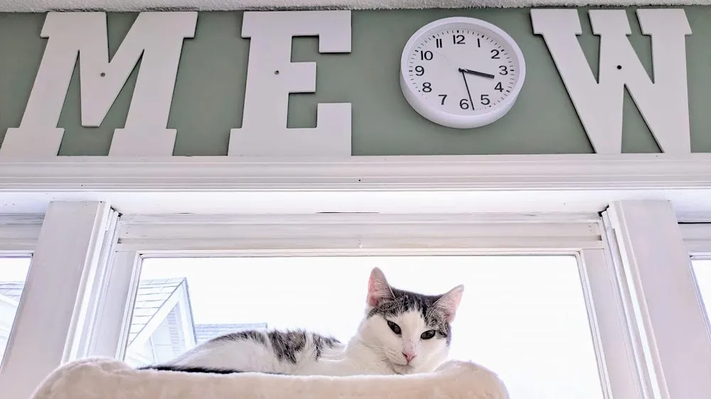 Btown Meow Cat Cafe cat cafe in Bloomington - cats