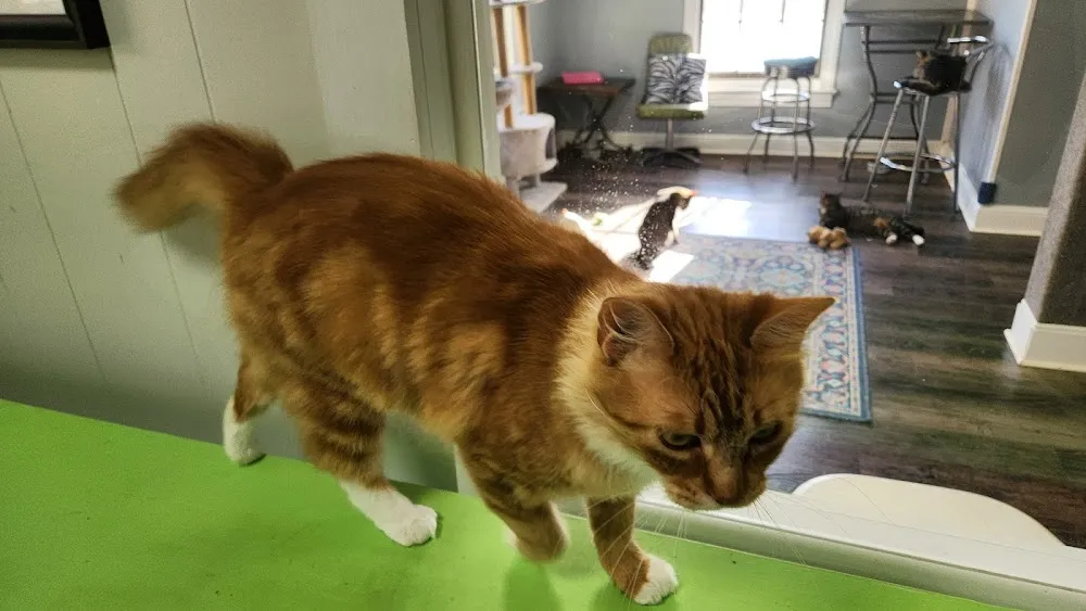 Café 1321 | Cat Café cat cafe in Hattiesburg - cats