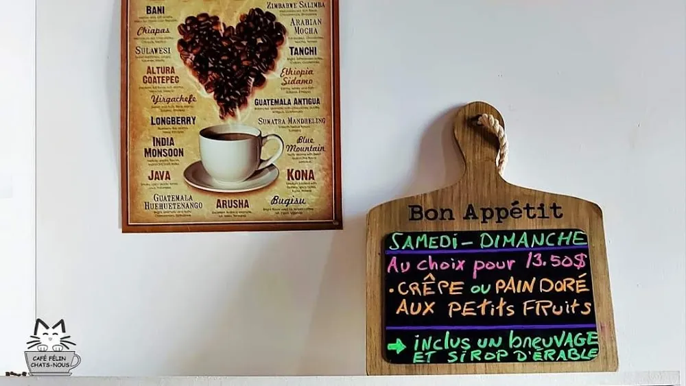 Café Félin Chats-Nous cat cafe in Québec - atmosphere