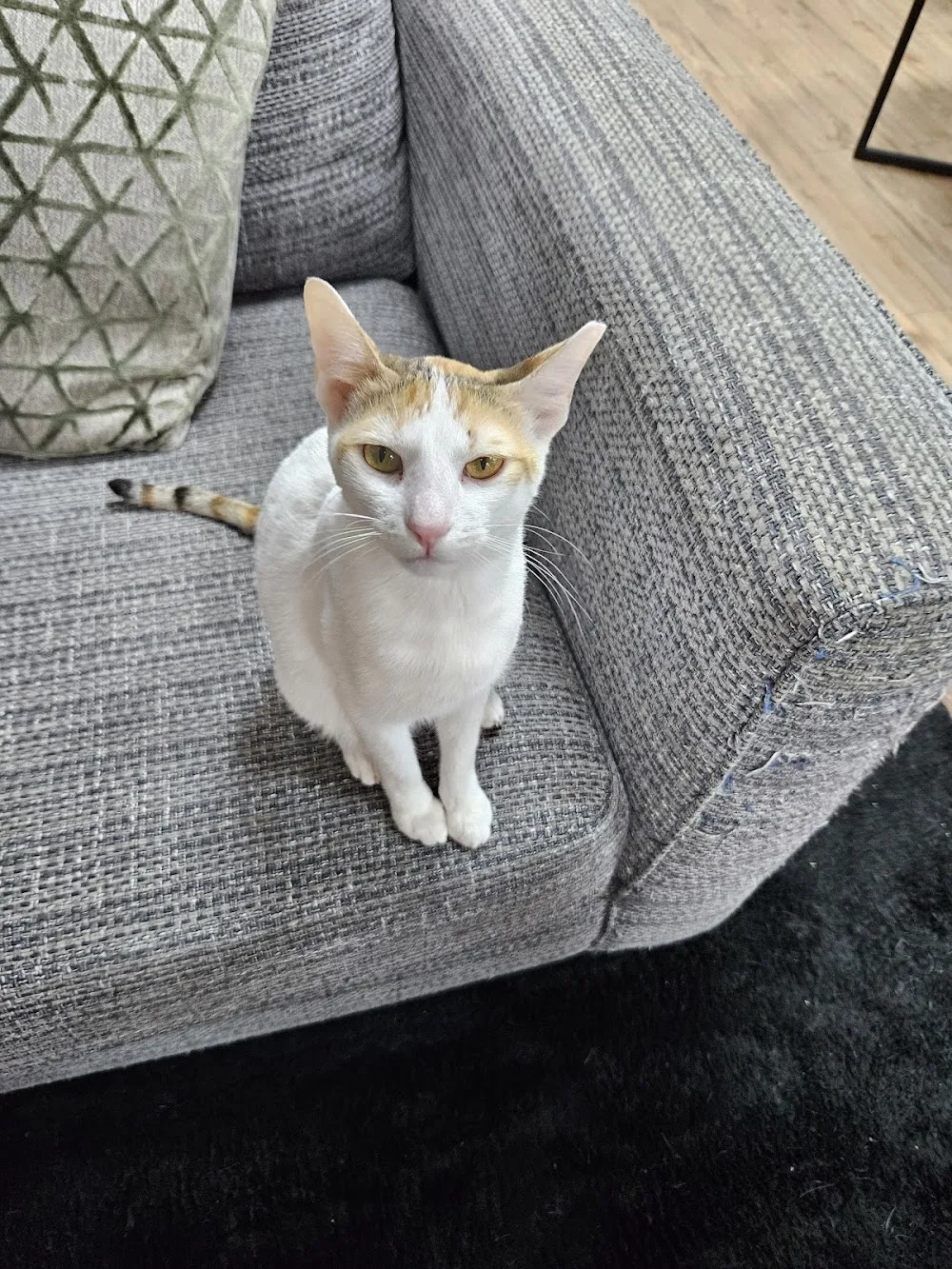 Cafe Meow cat cafe in Blackpool - atmosphere