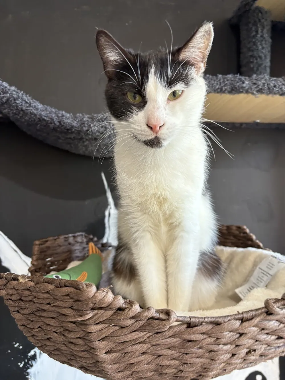 Calico Cat Café cat cafe in Oaklyn - cats