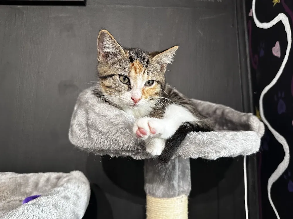 Calico Cat Café cat cafe in Oaklyn - atmosphere