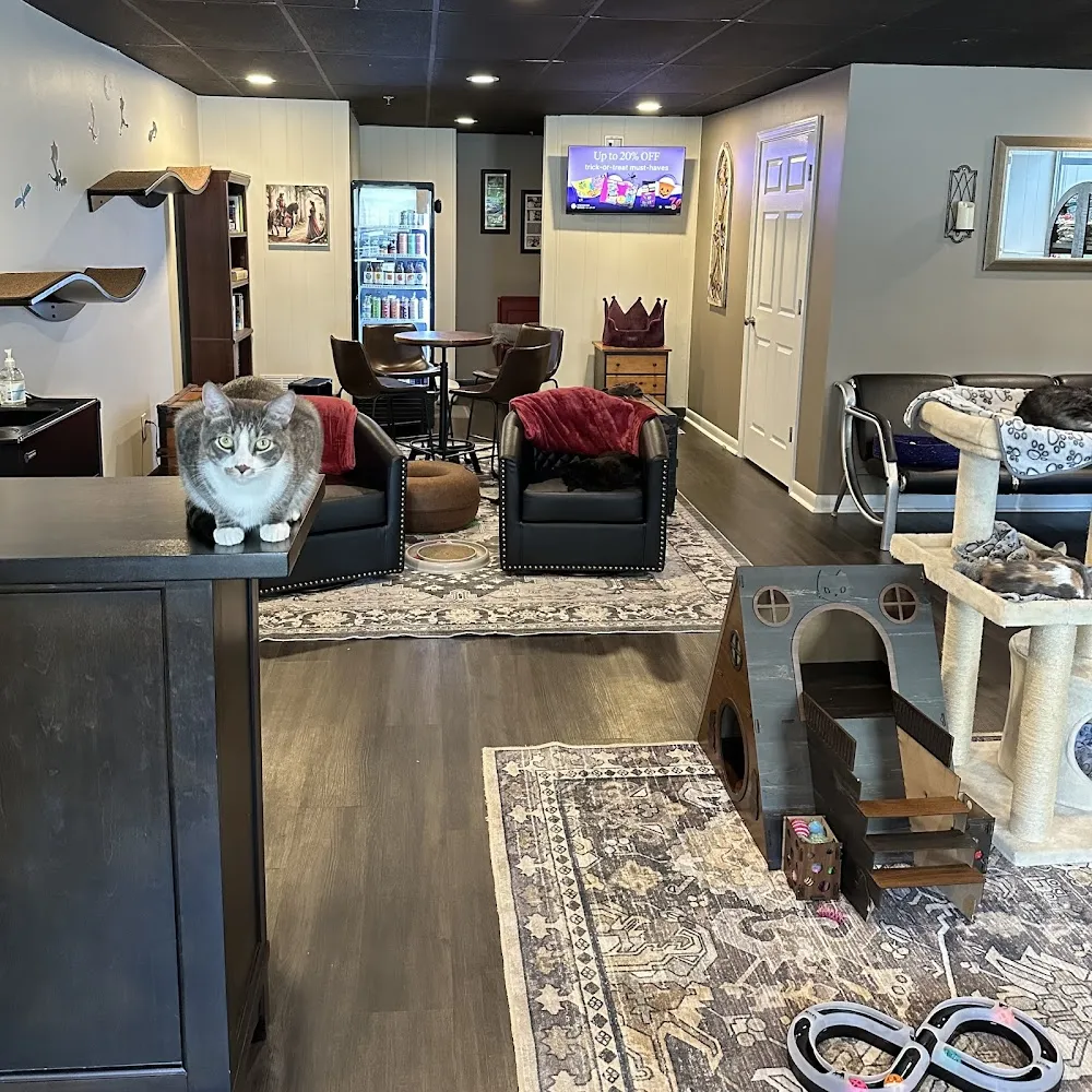 Camelot Cat Cafe cat cafe in Greenfield - interior