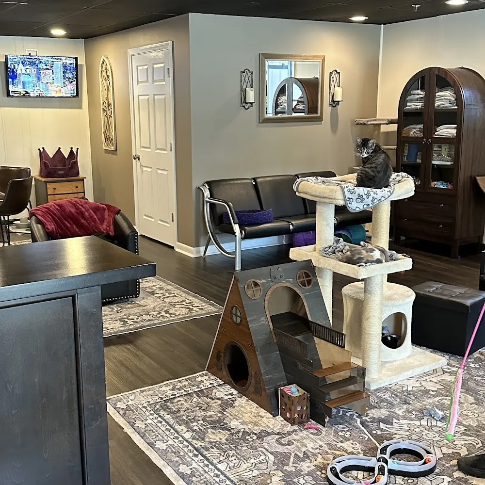 Camelot Cat Cafe cat cafe in Greenfield - atmosphere