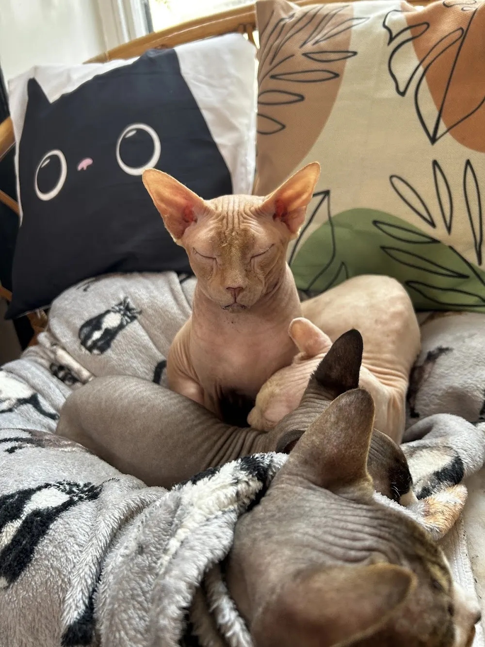 Canterbury Tails Cat Cafe cat cafe in Canterbury - atmosphere