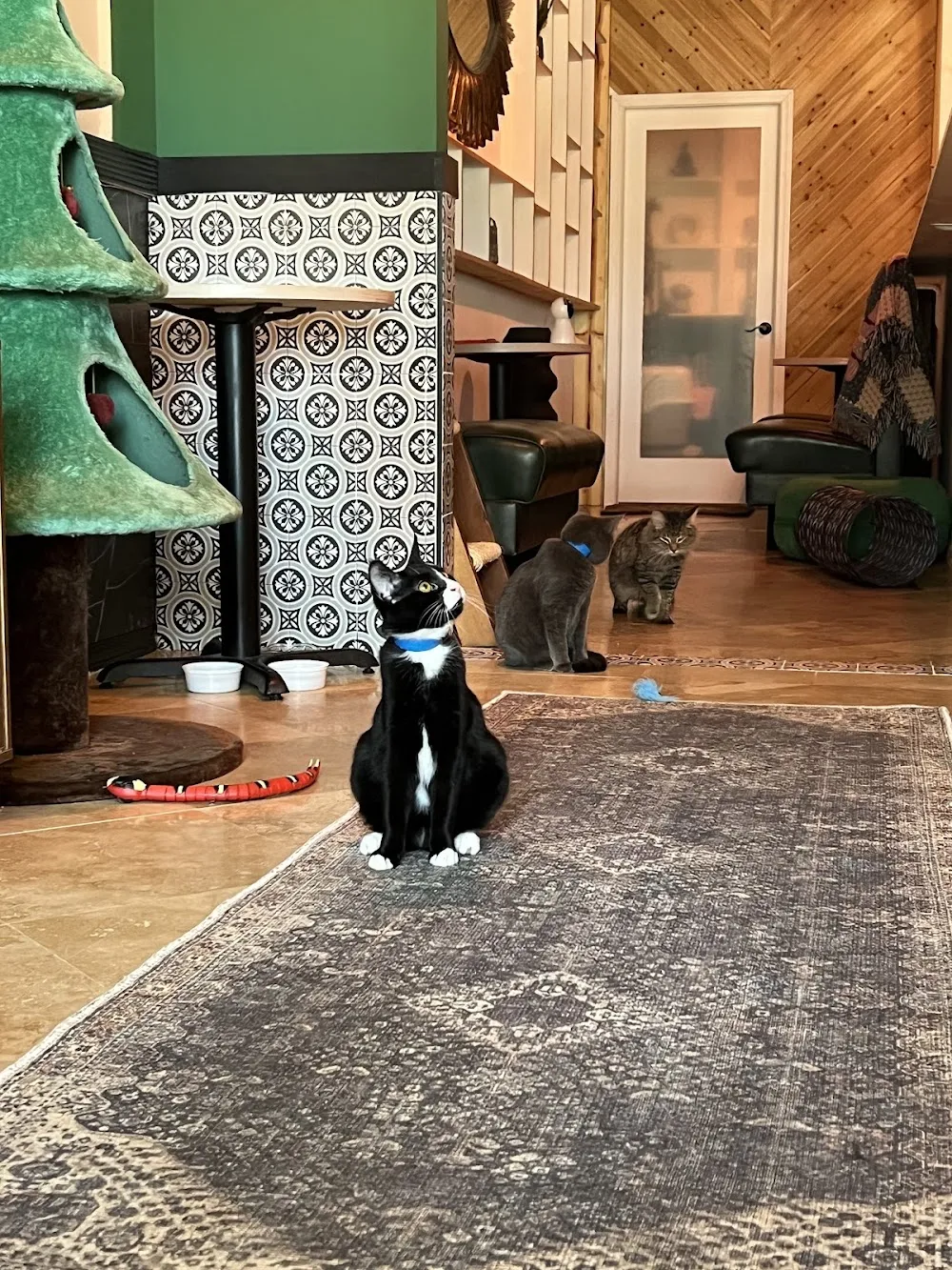 Cara's Cat Cafe cat cafe in Destin - atmosphere