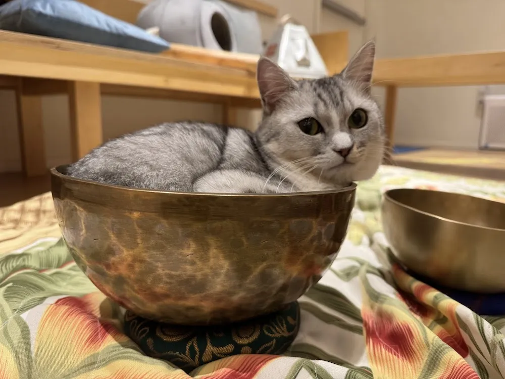 Cat Café MOFF Ala Moana Center cat cafe in Honolulu - cats