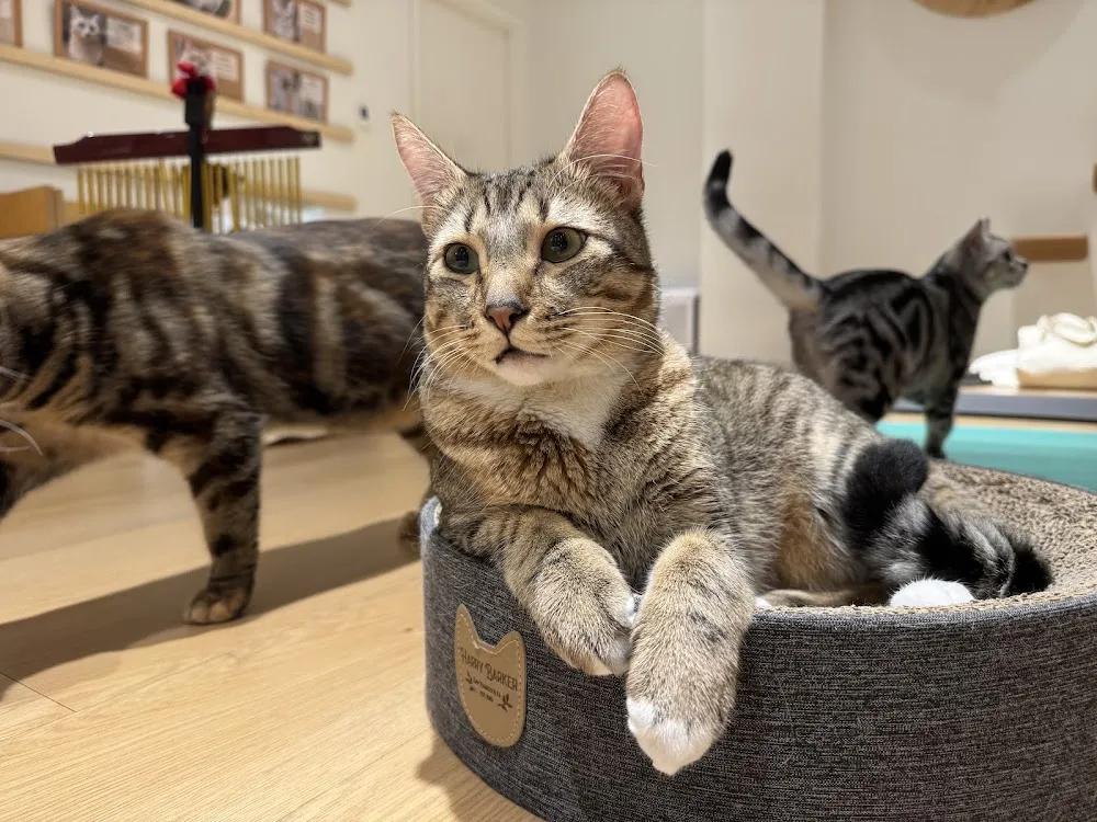 Cat Café MOFF Ala Moana Center cat cafe in Honolulu - atmosphere