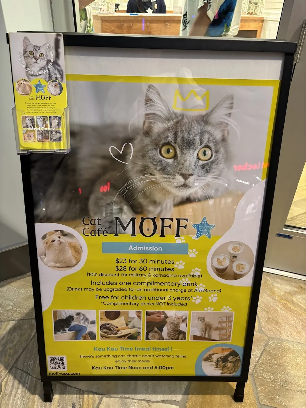 Cat Café MOFF International Market Place cat cafe in Honolulu - cats