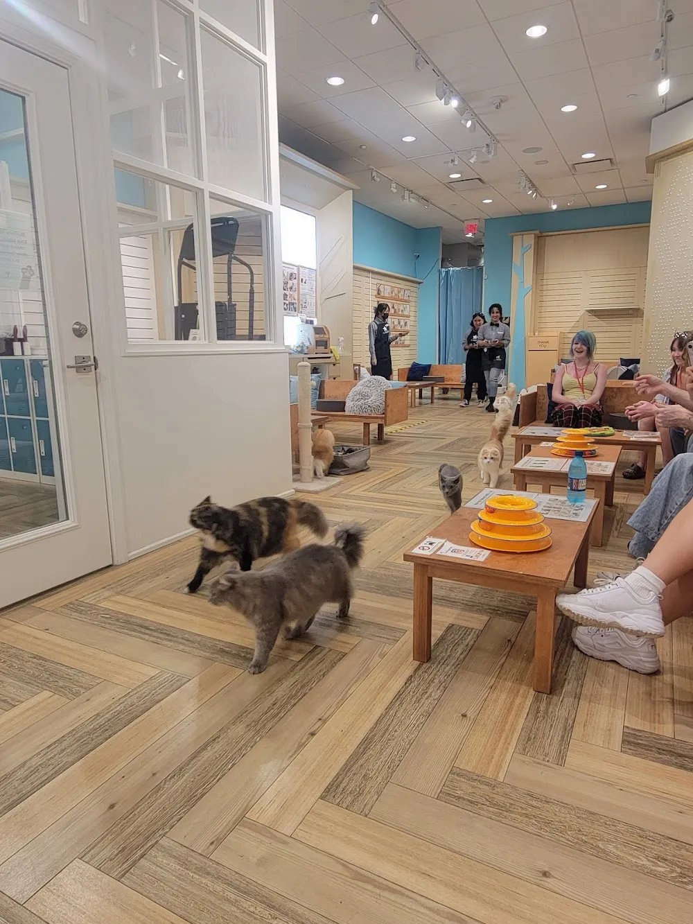 Cat Café MOFF International Market Place cat cafe in Honolulu - atmosphere