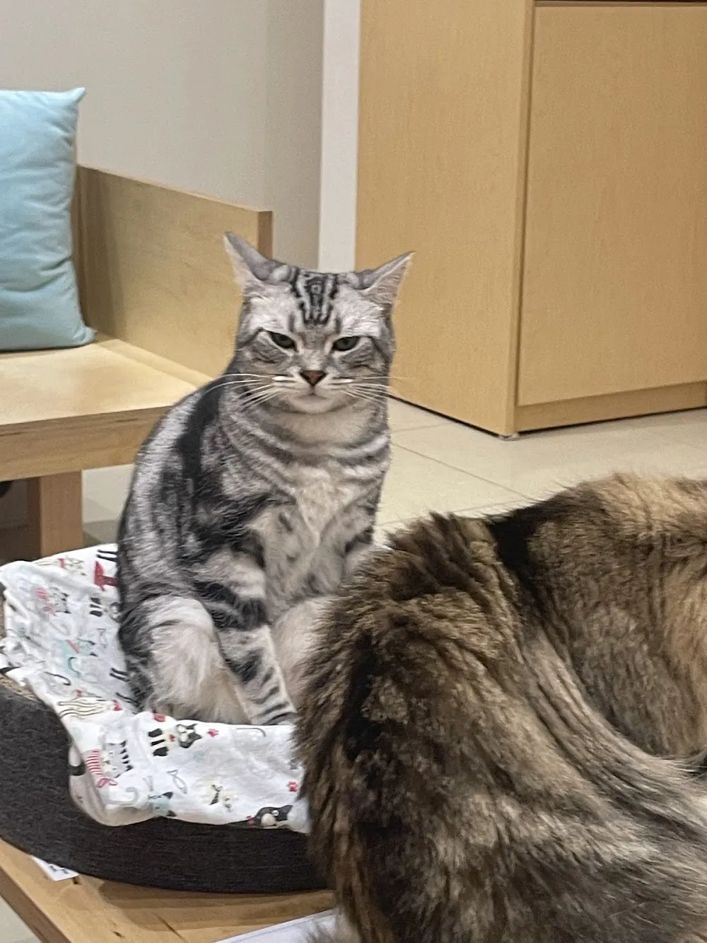 Cat Café MOFF Pearlridge Center cat cafe in Aiea - atmosphere