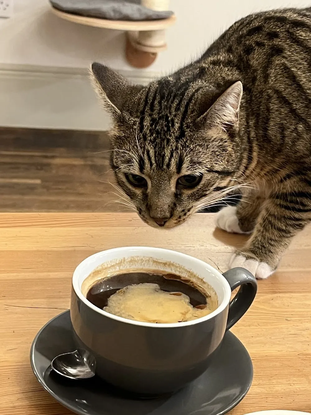 Cat Cafe Liverpool cat cafe in Liverpool - cats