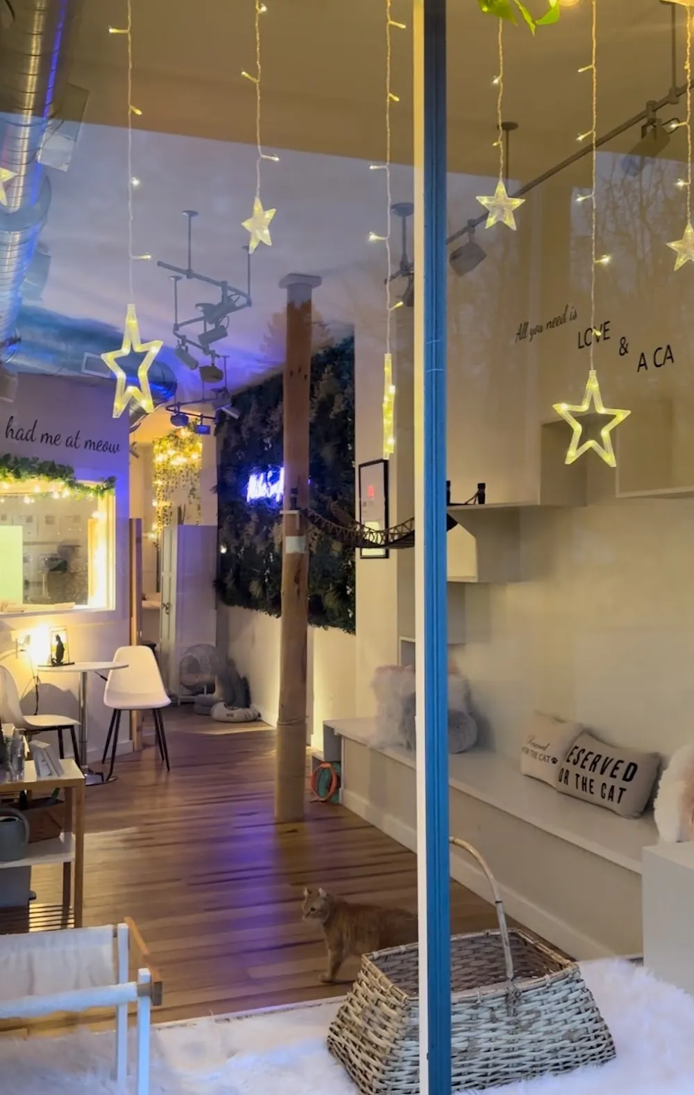 Cat cafe cat cafe in Old Saybrook - interior