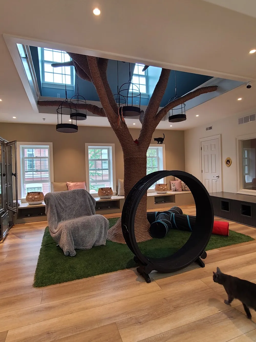 Cat Colloquium cat cafe in Chestertown - interior