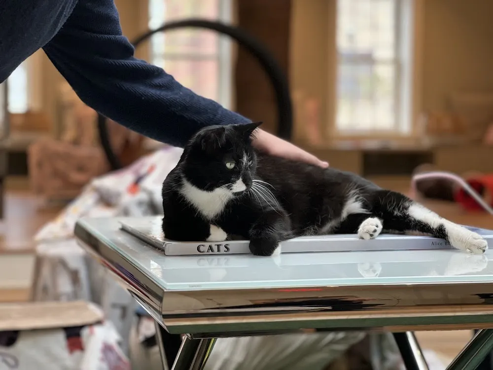 Cat Colloquium cat cafe in Chestertown - cats