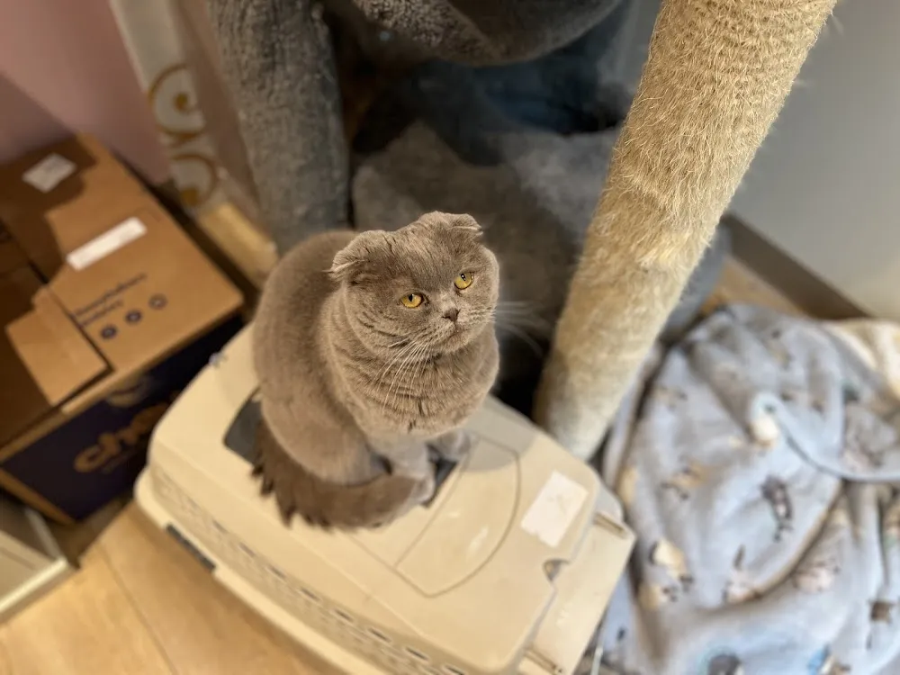 Cat Colloquium cat cafe in Chestertown - atmosphere