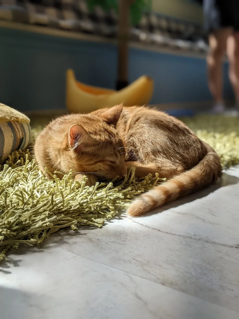 Cat Daddy's Cat Café cat cafe in Columbia - cats